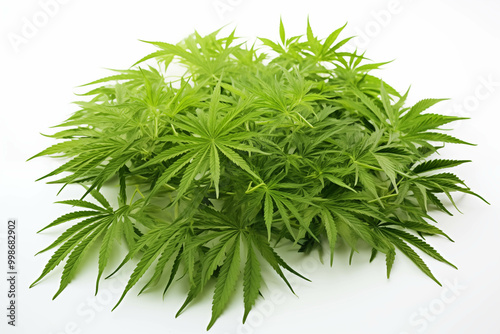 Isolated Marijuana Leaves on White Background