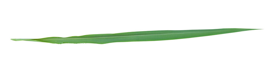 Blades of grass isolated on transparent background, PNG File