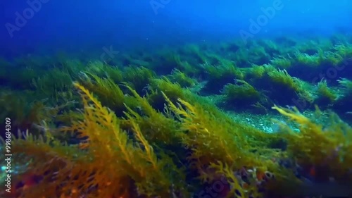 coral reef in the ocean