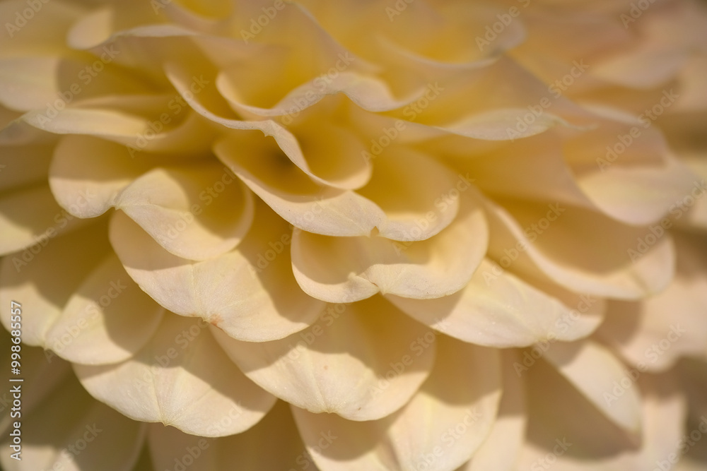 Close up of a flower petals. Close up of a flower petals.
