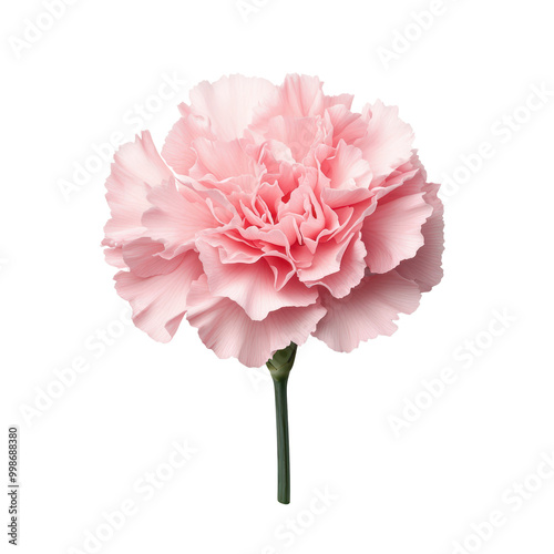 Delicate pink carnation flower on a transparent background