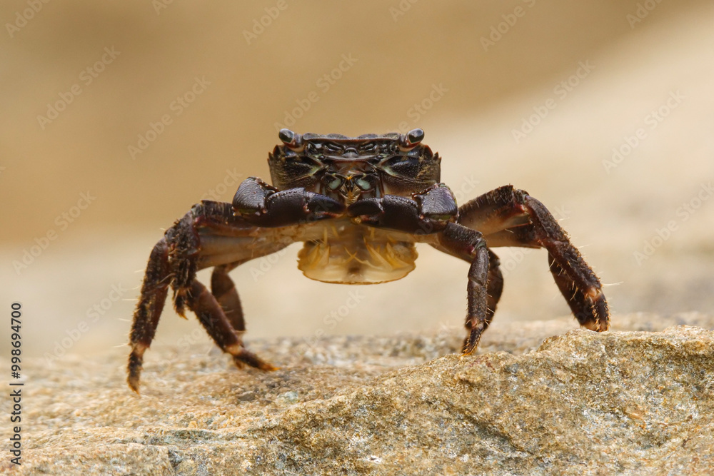 Close-up image of crab, a marine invertebrate. Close-up image of crab, a marine invertebrate.