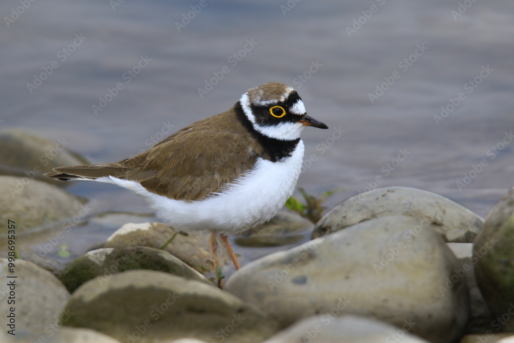 Wildlife - Birds. Little ringed plover birds living on sandy and pebbly lake shores and streams feed on insects, caterpillars and worms and small reptiles. Wildlife - Birds. Little ringed plover birds living on sandy and pebbly lake shores and streams feed on insects, caterpillars and worms and small reptiles.