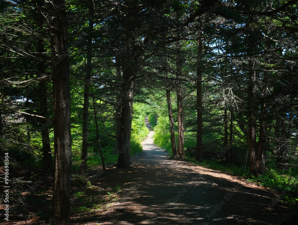 Forest path through pine trees with sunlit trail Forest path through pine trees with sunlit trail