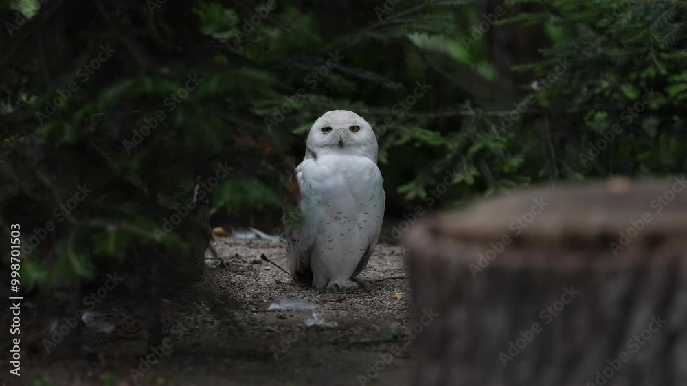 Snowy owl, Bubo scandiacus, sits peacefully among ivy-covered branches, meticulously preening its white feathers, highlighting its natural grace and beauty. Wildlife and nature Snowy owl, Bubo scandiacus, sits peacefully among ivy-covered branches, meticulously preening its white feathers, highlighting its natural grace and beauty. Wildlife and nature