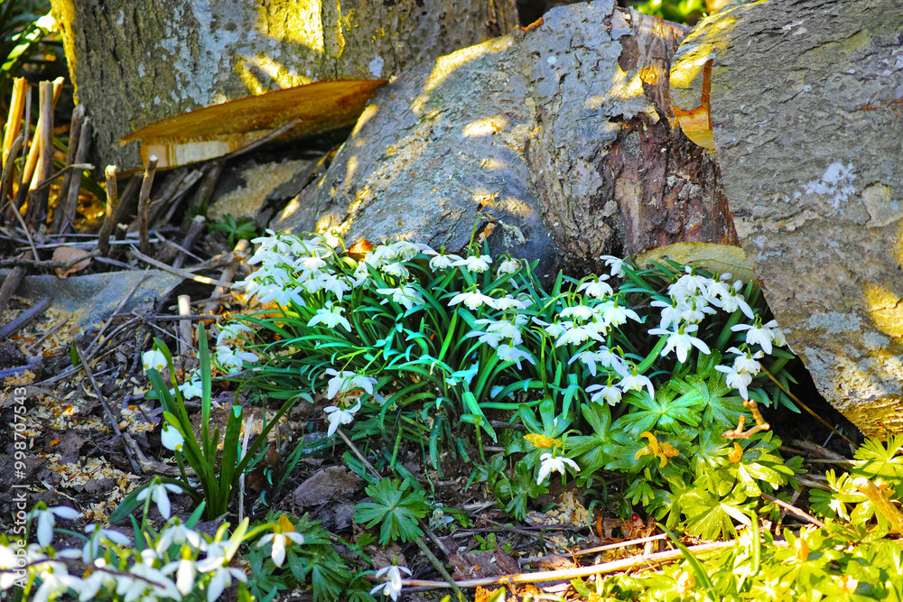 Obraz premium Nature, park and environment with flowers in forest for sustainability, growth and ecosystem. Biodiversity, conservation and ecology with snowdrop plant in countryside for grass, season and blossom