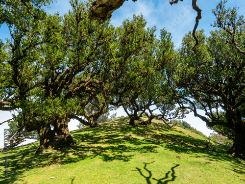 In the mystical laurel forest Laurisilva, also known as the fairy garden or cloud forest, on Madeira. photo