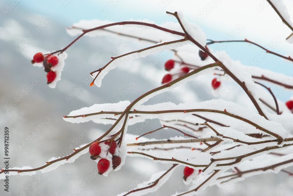 Red berries in ice, Ice covered red hips in winter forest Red berries in ice, Ice covered red hips in winter forest