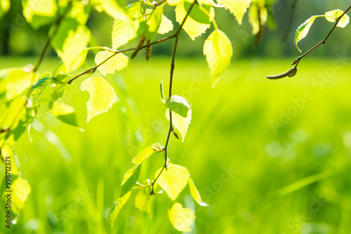 Green leaves in green park on soft green spring grass background