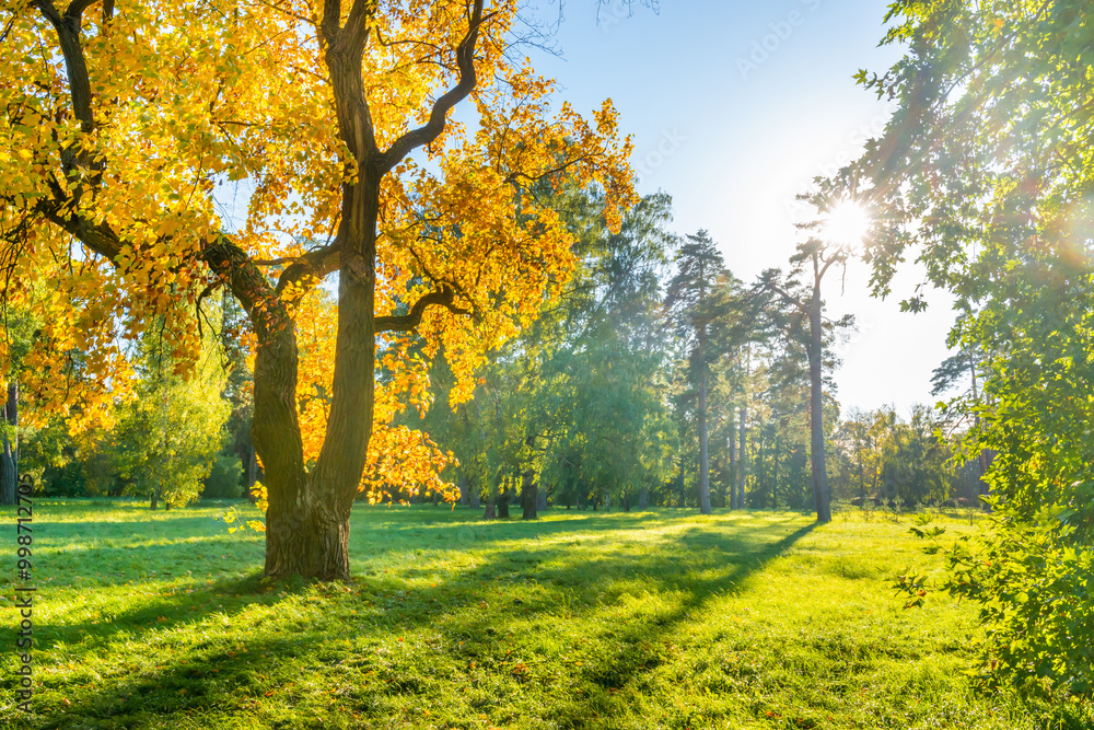 Yellow autumn tree on green field with autumn trees