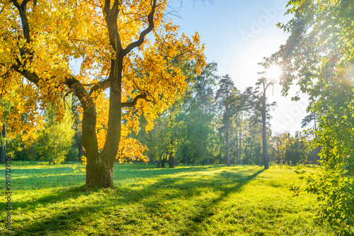 Obraz na płótnie Yellow autumn tree on green field with autumn trees w salonie