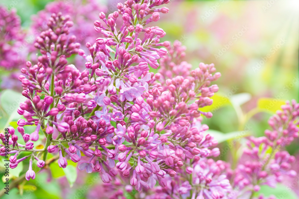 Obraz premium Lilac purple flowers nature spring floral violet background