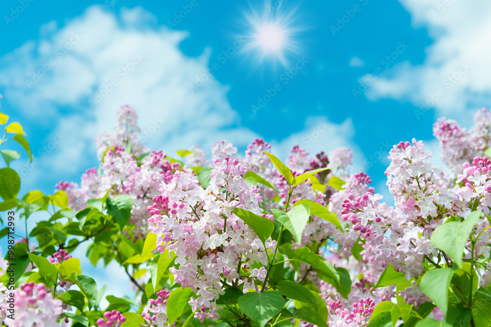 Lilac purple pink flowers branch bouquet on blue sky