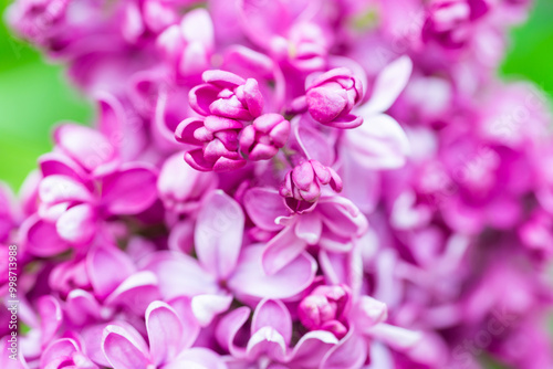 Purple lilac flowers macro background, flower background