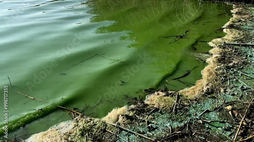 Polluted water in lake. Green water in lake after the release of chemical substances. Ecological disaster. Lake Pollution from industry, Water pollution harmful substances. Sewage from sewer pollutes.