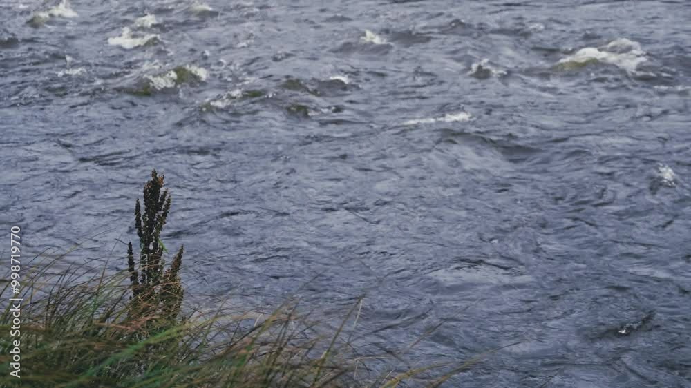 Closeup rushing water flow of fast deep river on gloomy cloudy grey autumn day. Steel blue stream flowing through rapids on river. Withered plants grass on river bank. Fall season nature background 4K Closeup rushing water flow of fast deep river on gloomy cloudy grey autumn day. Steel blue stream flowing through rapids on river. Withered plants grass on river bank. Fall season nature background 4K