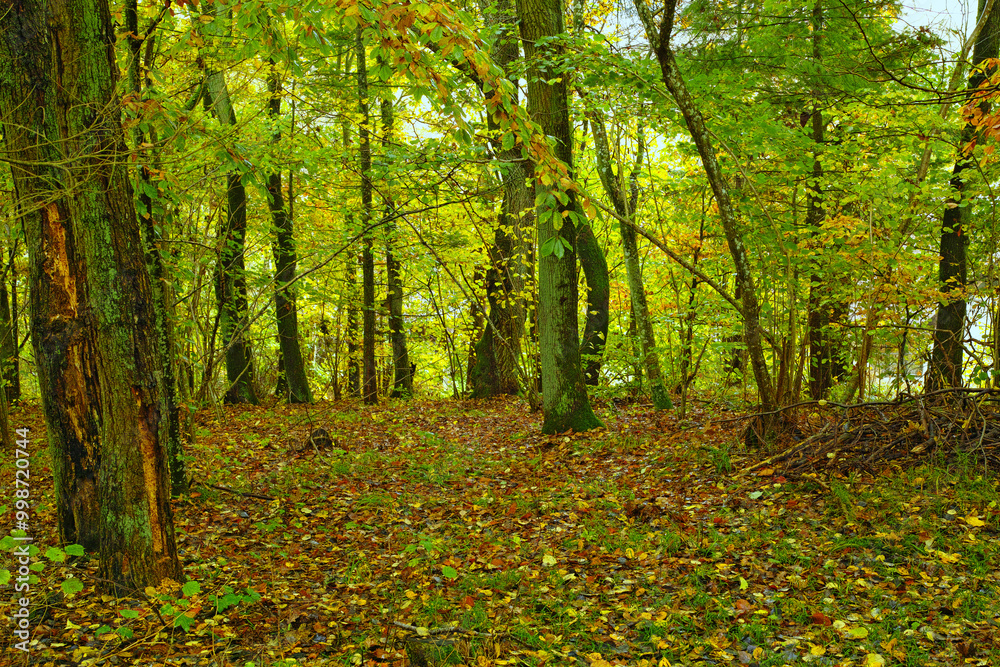 Woods, trees and environment landscape in nature with overgrown plants, greenery and foliage in ecosystem. Forest, leaves and growth with woodland background for sustainability, scenery and trekking Woods, trees and environment landscape in nature with overgrown plants, greenery and foliage in ecosystem. Forest, leaves and growth with woodland background for sustainability, scenery and trekking