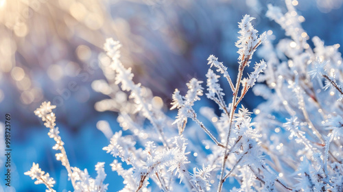 frost on the branches