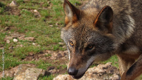 Loba ibérica