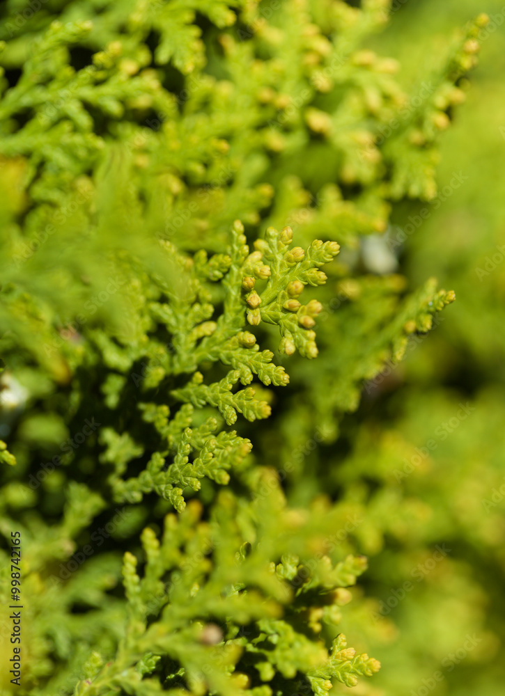 Leaves of Thuja plant, natural macro floral background Leaves of Thuja plant, natural macro floral background