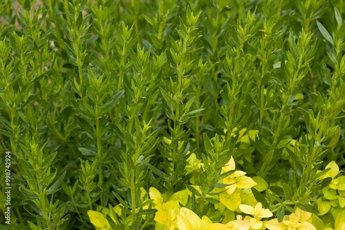 Detail of permaculture garden with yellow oregano  in front and  young hyssop on the back. Herbs are used as culinary spices.  Natural summer  background. photo