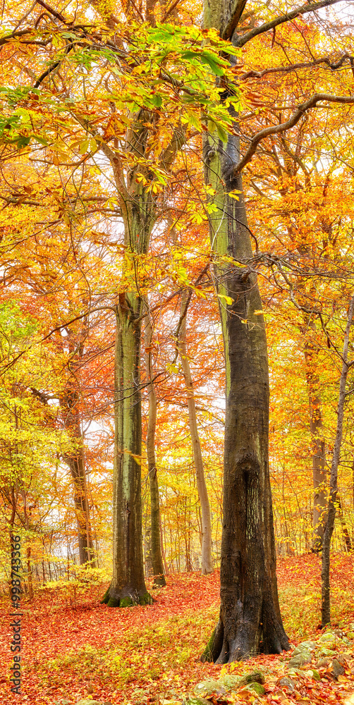 Obraz premium Autumn, woods and nature with trees landscape in bush with colorful plants, leaves and foliage in ecosystem. Forest, natural growth or earth background for sustainability, scenery or hiking adventure
