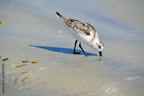 Φωτογραφία A sanderling with its beak buried halfway in the wet sand at the shoreline in Fl
