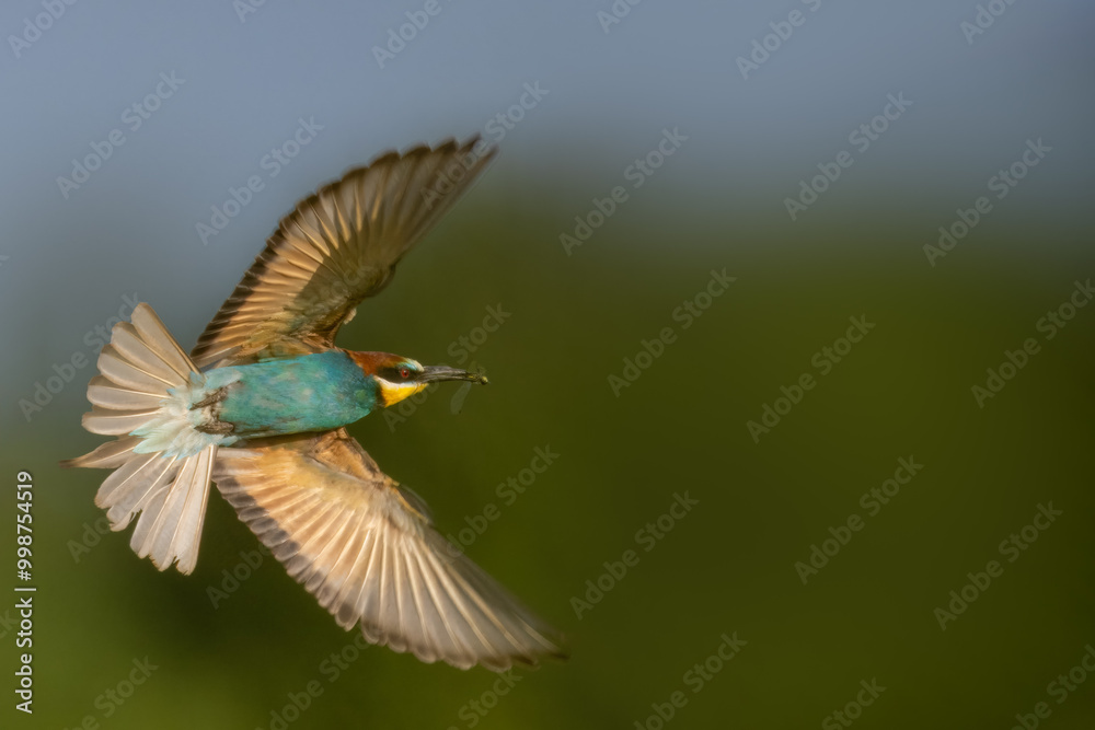 European bee-eater is flighting perpendicular to the camera lens on a sunny summer day European bee-eater is flighting perpendicular to the camera lens on a sunny summer day