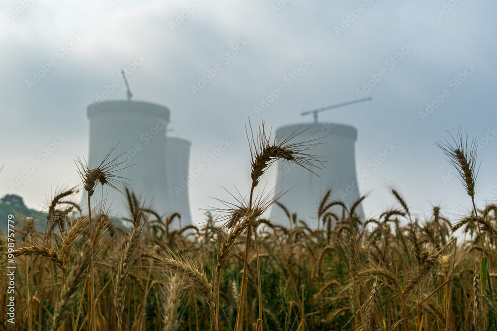 Rye field near the Cooling towers of the Ruppur Nuclear Power Plant. Rooppur, Bangladesh.