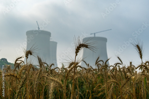 Rye field near the Cooling towers of the Ruppur Nuclear Power Plant. Rooppur, Bangladesh. photo