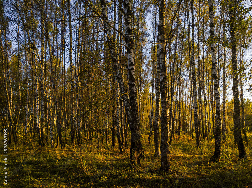 Birch grove with golden leaves in golden autumn, illuminated by the sun at sunset or dawn. Birch grove with golden leaves in golden autumn, illuminated by the sun at sunset or dawn.