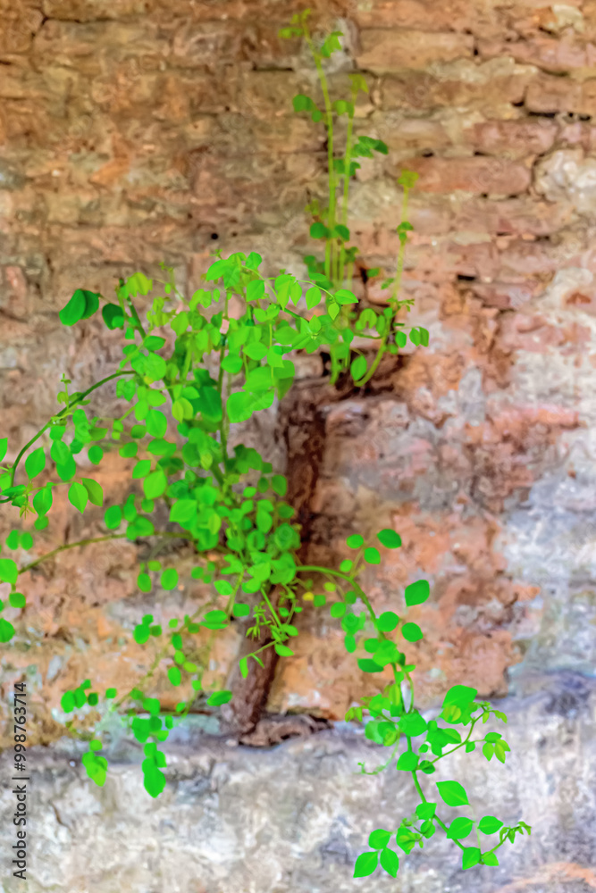 Wild plant on the wall.
