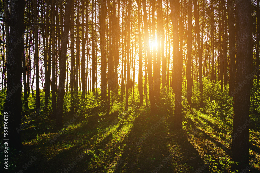 Fototapeta premium Sunbeams streaming through the pine trees and illuminating the young green foliage on the bushes in the pine forest in spring. Vintage film aesthetic.
