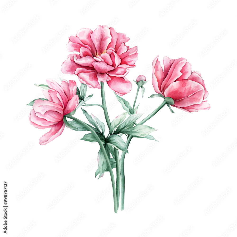 Watercolor bouquet of delicate pink peony flowers in full bloom. Hand drawn illustration beautiful floral flower. Summer botanical plant on isolated. Elements for design invitations anniversary. Watercolor bouquet of delicate pink peony flowers in full bloom. Hand drawn illustration beautiful floral flower. Summer botanical plant on isolated. Elements for design invitations anniversary.