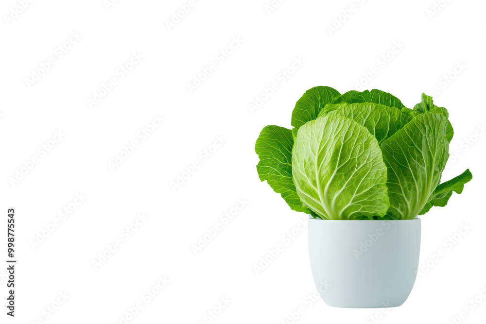 Fresh lettuce leaves in a white pot isolated on transparent background.