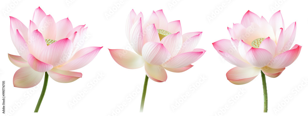 Naklejka premium Beautiful lotus flowers in various stages of bloom, representing purity and tranquility in nature, transparent background.