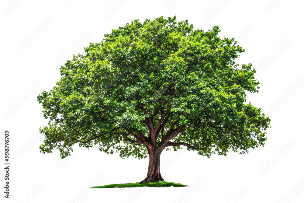 Lush green tree isolated on transparent background. Lush green tree isolated on transparent background.