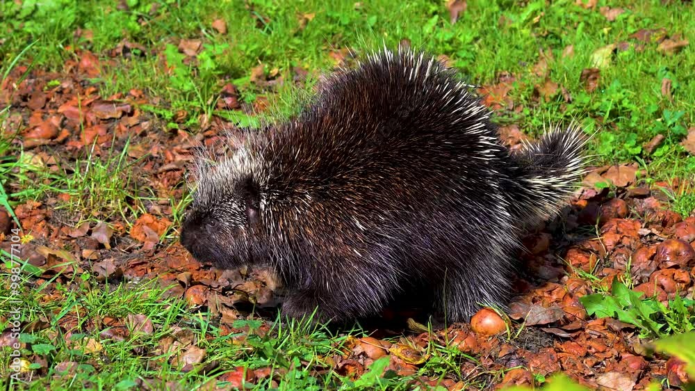 A porcupine is eating apples that have fallen from the tree on this bright autumn day in Windsor, Upstate NY. A porcupine is eating apples that have fallen from the tree on this bright autumn day in Windsor, Upstate NY.
