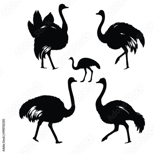 create black silhouette ostrich set vector with white background photo