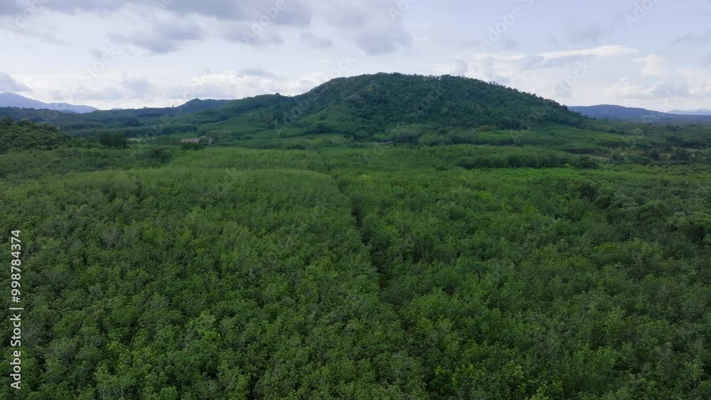 Exploring a Lush Green Forest Landscape in the Heart of the Mountains During a Sunny Afternoon Exploring a Lush Green Forest Landscape in the Heart of the Mountains During a Sunny Afternoon