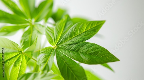 Close Up of Green Leaves: Nature's Delicate Beauty