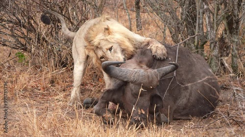 African Lion (Panthera leo) male has killed a Cape Buffalo and now plays with it like a cat with a toy. Early morning, early spring in Africa. Slow motion, 25 percent natural speed.