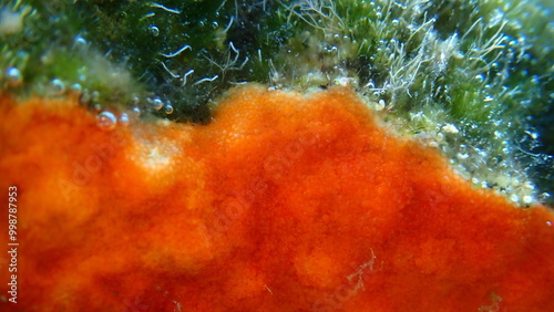 Bryozoa or moss animal Schizomavella (Schizomavella) linearis extreme close-up undersea, Aegean Sea, Greece, Santorini island photo