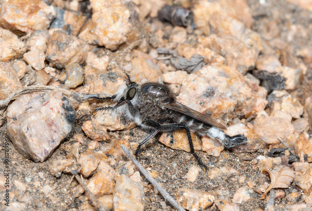Detailed view of a Hammertail Robber fly in the genus Efferia insect on rocky ground in Colorado Detailed view of a Hammertail Robber fly in the genus Efferia insect on rocky ground in Colorado