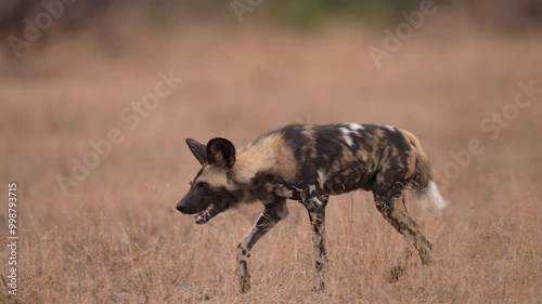 The African wild dog (Lycaon pictus), also known as the painted dog or Cape hunting dog, is a wild canine native to sub-Saharan Africa, an endangered species. Social interaction, 25 % natural speed