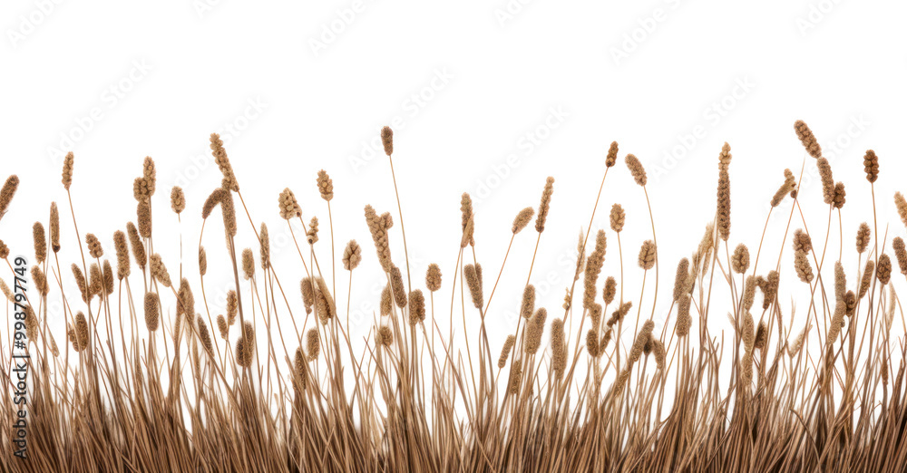 Fototapeta premium PNG Dried plant grass wheat.