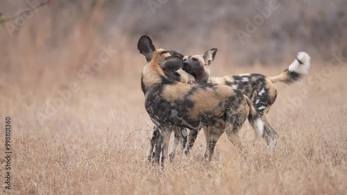 The African wild dog (Lycaon pictus), the painted dog or Cape hunting dog, is a wild canine native to sub-Saharan Africa, an endangered species. Social interaction. Slow motion, 25% natural speed