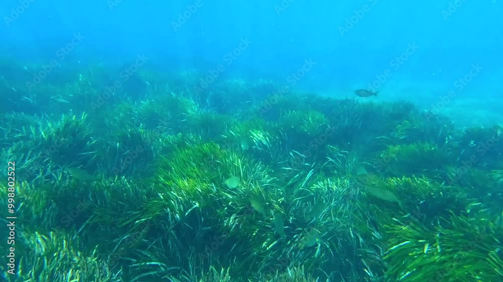 Fauna marina en el mar mediterráneo en busca de alimento entre algas