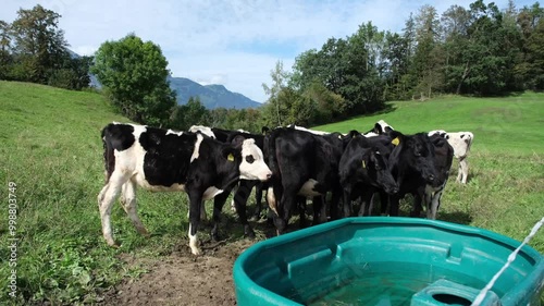 Young cows are roaming in the grass fields with a large green bucket of drinking water with them in 4K horizontal video