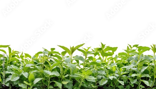 Herbs are a widely distributed and widespread group of plants with savory or aromatic properties that are used for flavoring and garnishing food, for medicinal purposes, or for fragrances